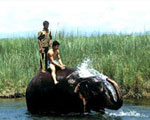 Nepal Wildlife Safari
